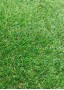 Искусственная трава зелёная Premium Softl 20 мм