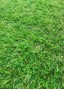 Искусственная трава зелёная Premium Soft 35 мм