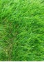 Искусственная трава зелёная Premium Soft 50 мм